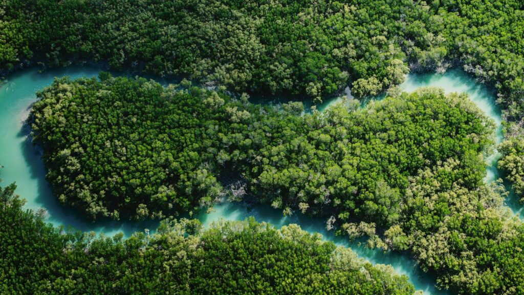 Aerial view of a winding river through lush green forest